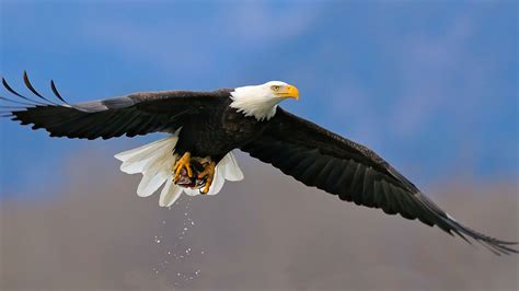 Bald Eagle Full Hd Wallpaper And Background Image 2560x1440 Id432595