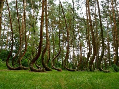 The Most Unusual Forests On The Planet Great Atmosphere