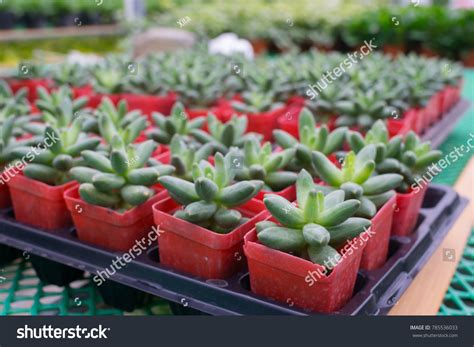 Close Arrangement Succulents Cactus Succulents Overhead Stock Photo