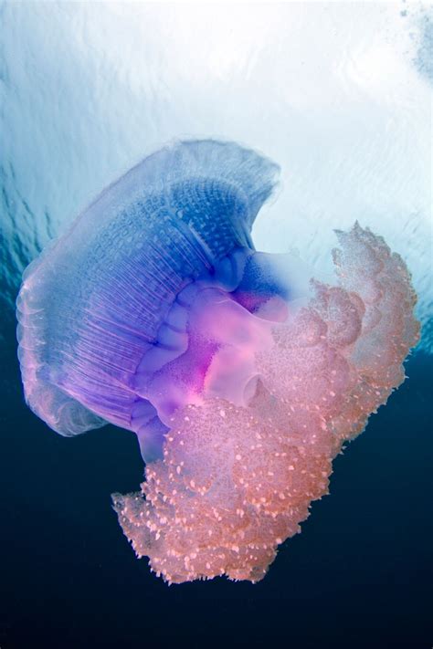 Captvinvanity Crown Jellyfish Photographer Cv Underwater Creatures