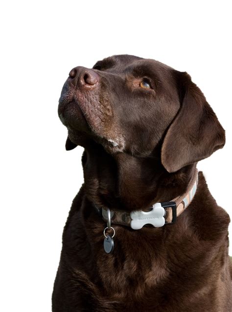 Labrador Dog Isolated Free Stock Photo Public Domain Pictures