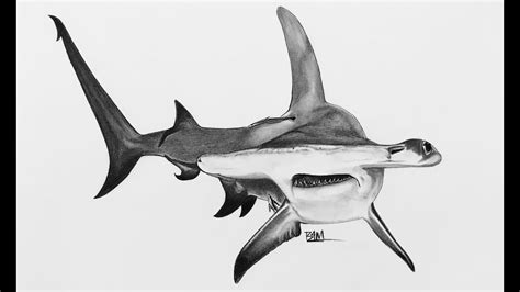 Great Hammerhead Shark Drawing At Explore