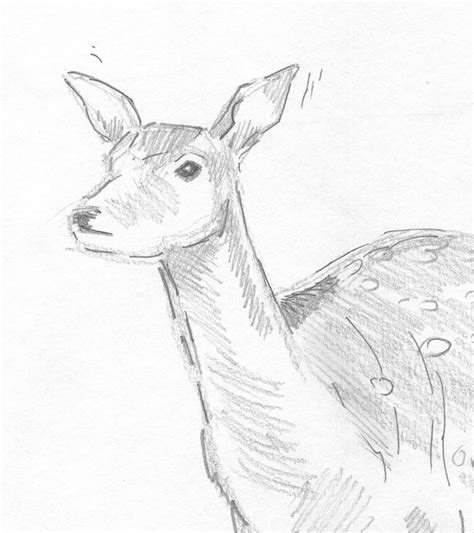 Deer Head Drawing At Explore Collection Of Deer