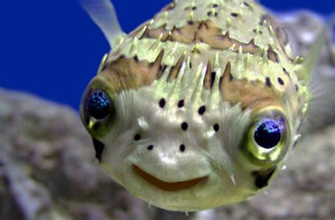 Top 10 Cutest Animals Under The Sea