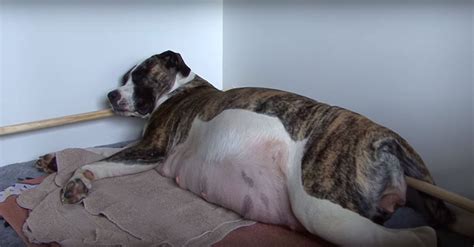 This Pregnant Dog Was Unable To Give Birth Then The Vet Revealed Why
