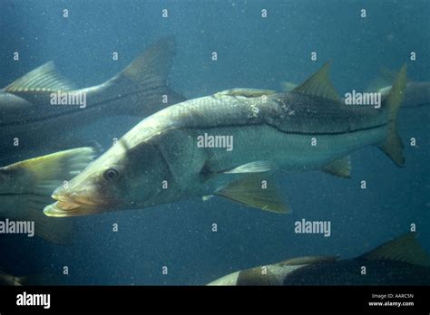 Common Snook Fish Hi Res Stock Photography And Images Alamy