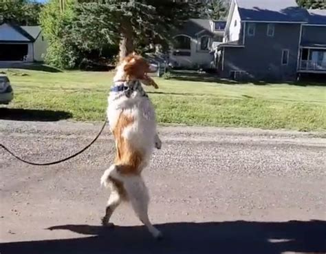 Three Legged Dog Walks On Hind Legs With Ease