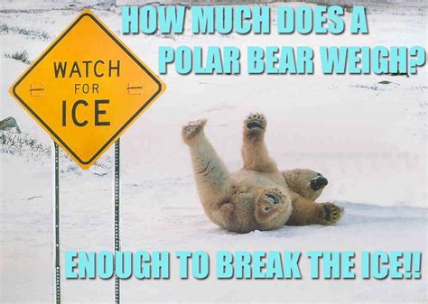 How Much Does A Polar Bear Weigh Joke Meaning Freeloljokes