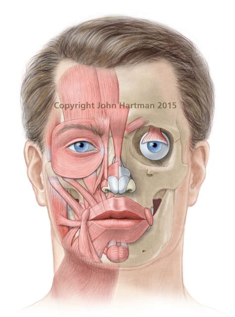 Male Anatomy Picture Facial Muscles John Hartman Illustration