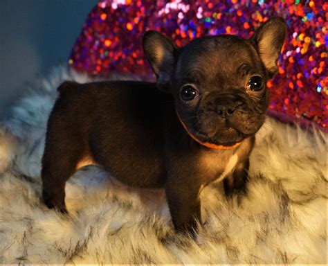 Lilac French Bulldog Puppy For Sale Handsome Male Puppy