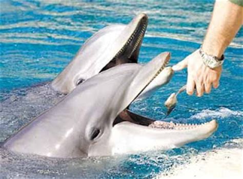 For what do dolphins eat, these dolphins eat crustaceans and cephalopods. What do dolphins eat | Animal Planet Pictures