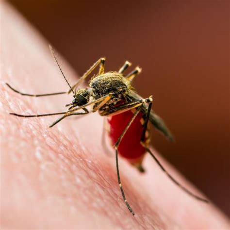 5 Simple Ways To Treat Sand Gnat Bites Pestclue