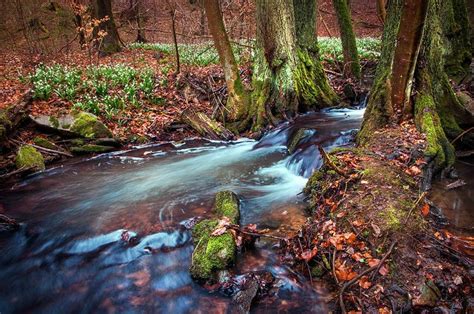 Creek In Spring Woods By Jenny Rainbow