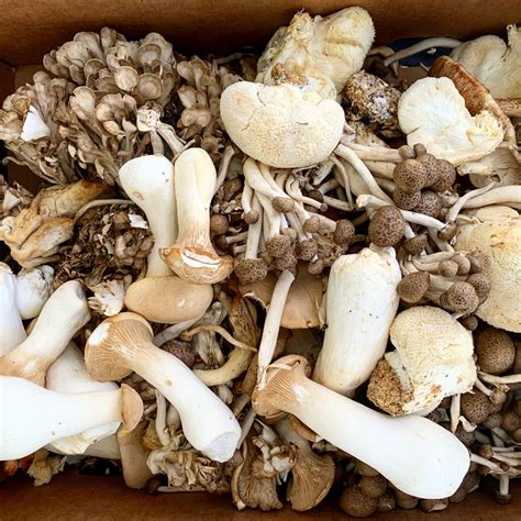 All About Mushrooms Edible South Florida