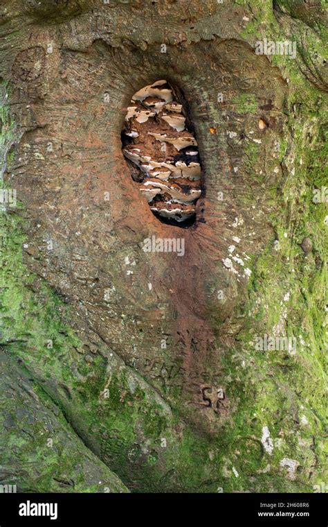 Artist Fungus Ganoderma Applanatum In Tree Hole Grafitti Carved Into