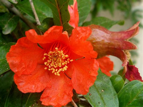 The bark of the fruits, roots, fruits, flowers and leaves of the pomegranate have been used and are still being used for its medicinal properties. Punica granatum - Pomegranate | World of Flowering Plants