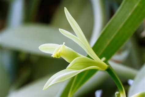 Vanilla Orchid Care How To Grow Vanilla Bean Orchids