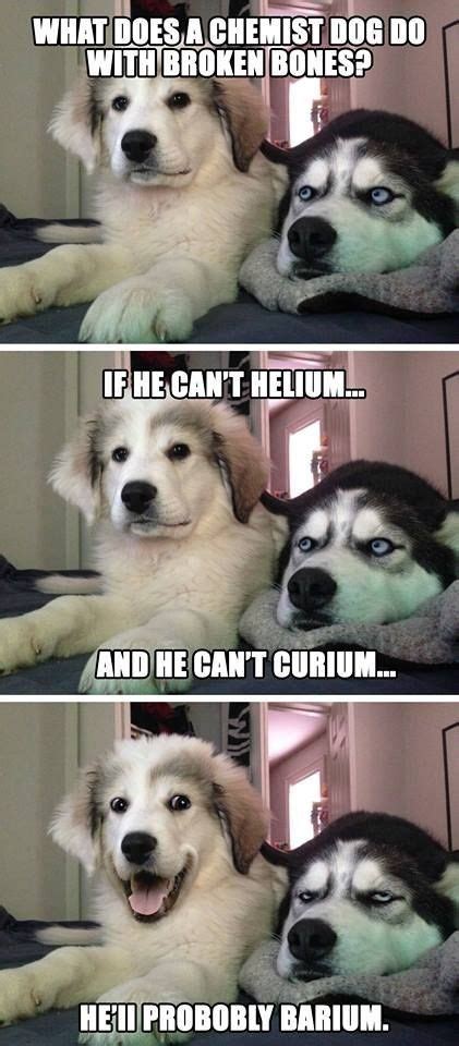 15 Animals Telling The Funniest Dad Jokes Dog Memes Clean Dog Puns