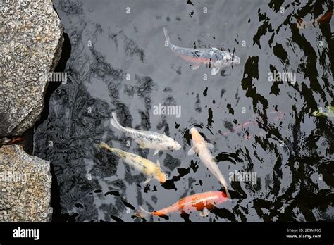 Orange And Black Koi Carp High Resolution Stock Photography And Images