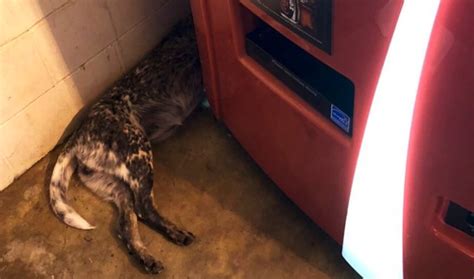 An area next to a road where people can park their vehicles, go to the toilet, eat, etc. Man Goes To Buy A Soda And Sees A Pair Of Furry Legs ...