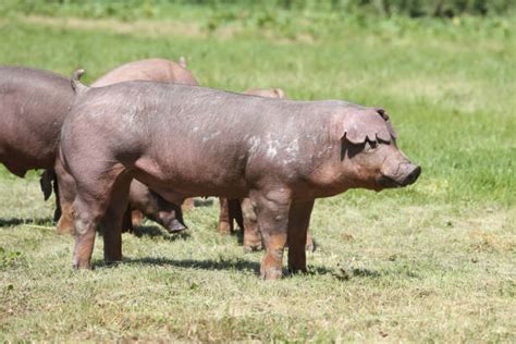 Duroc Pig Stock Photos Pictures And Royalty Free Images