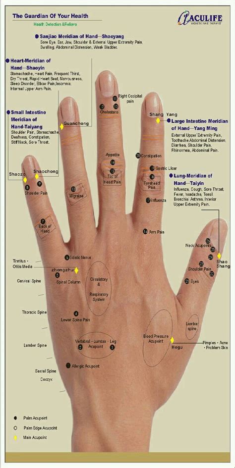 Your Key Pressure Points Press And Fix Ailment Without Medicine Musely