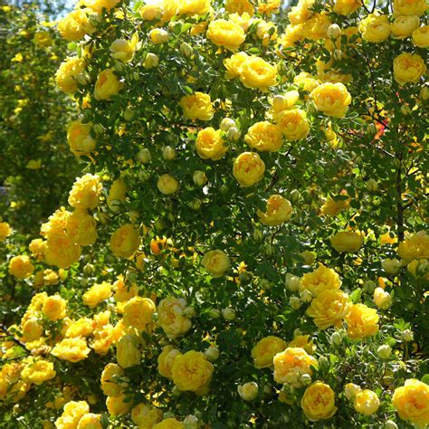 Persian Yellow Roses Name