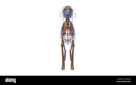 Salivary Glands Dog Muscle Anatomy For Medical Concept 3d Illustration