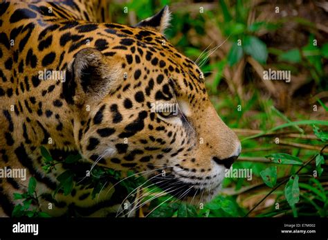 Jaguar Face Closeup Stock Photo Alamy