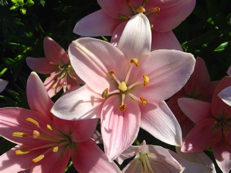 Photo Of Light Pink Lily No Spots Location Beaumont Alberta