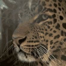 Leopard Roar GIF Leopard Roar Big Cats Discover Share GIFs