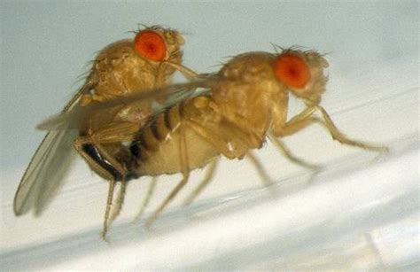 Fungus Turns Dead Female Flies Into Irresistible Corpses For Horny Male Flies Heartland Liberal