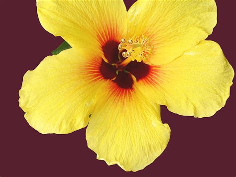 Brilliant Yellow Hibiscus Digital Art By Karen Nicholson