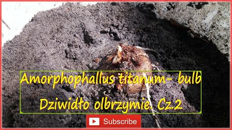 Cz2 226 Amorphophallus titanum Dziwidło olbrzymie bulb CDA