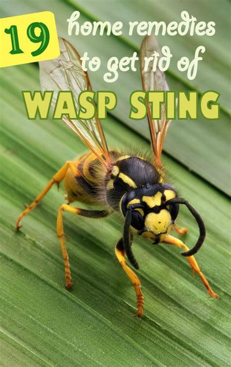19 Easy Home Remedies To Get Rid Of Wasp Sting Helpful Tips Wasp Stings Remedies For Bee