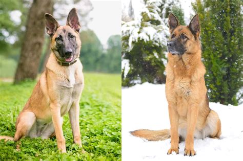 German Shepherd Dog Belgian Malinois How To Tell The Difference