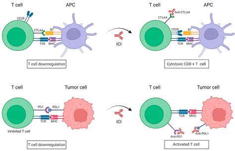 Immune Checkpoints Inhibitors in the Treatment of Melanoma