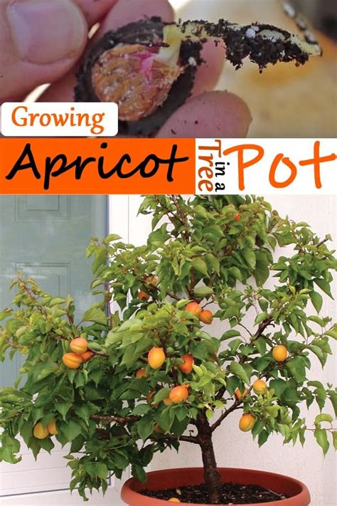 How To Grow Apricot From Seeds Fruit Tree Garden Easy Vegetables To