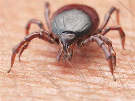Untreated Lyme Disease Signs Symptoms And Complications