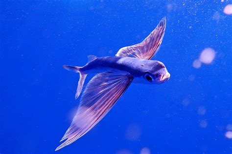 Tropical Two Wing Flyingfish • Exocoetus Volitans • Fish Sheet