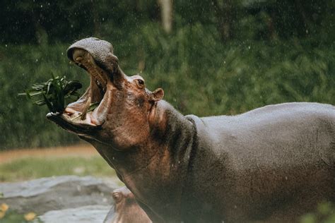 Hippo With Open Mouth Eating Grass In Zoo · Free Stock Photo