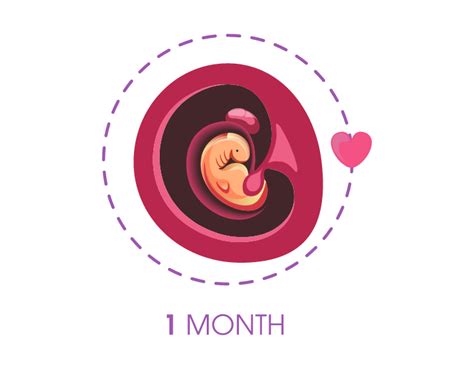 The Stages Of Fetal Development Month By Month In Pregnancy