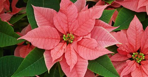Check spelling or type a new query. Poinsettia | ASPCA