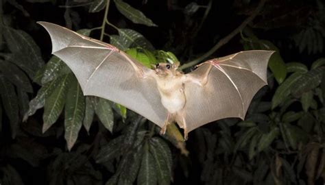 Why Blind Bats Never Collide While Flying At Night Science