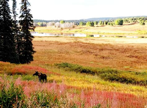 Filled with curiosity, she ran to the rabbit's hole and peeped through the entrance. 50 Miler at Run Rabbit Run 2016 | LongSlowJoy