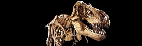 There are multiple theories as to why dinosaurs died out, such as asteroid impact, volcanic activity, and climate change. Why Did the Dinosaurs Die Out? - Facts & Summary - HISTORY.com