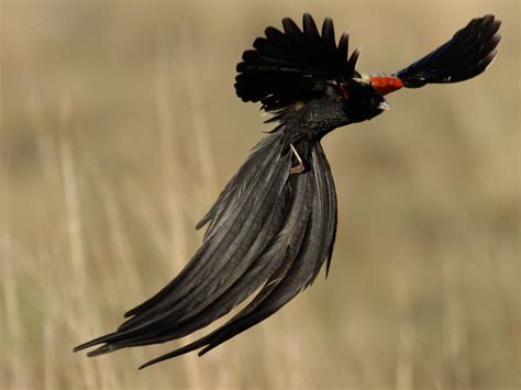 15 Birds With Spectacularly Fancy Tail Feathers 2022