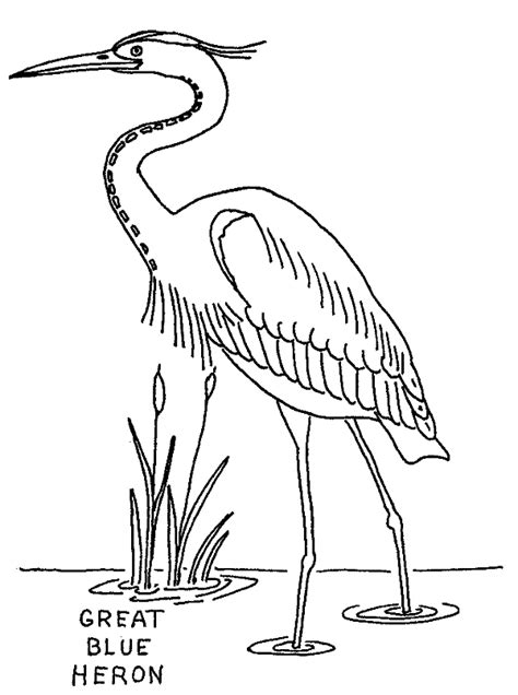 Great Blue Heron Coloring Page Sketch Coloring Page