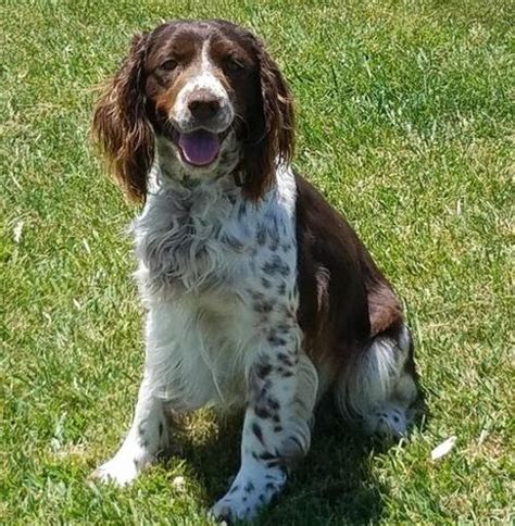 This can be a dangerous and costly mistake if the website turns out to be a scam or puppy mill. English Springer Spaniel Puppy for Sale - Adoption, Rescue for Sale in Pella, Iowa Classified ...