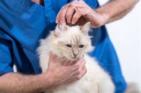 12 Reasons For Hair Loss Around A Cats Ears Lovetoknow